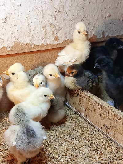 Fancy chicks / Golden buff / Turkey chicks / Aseel shamo / White silki