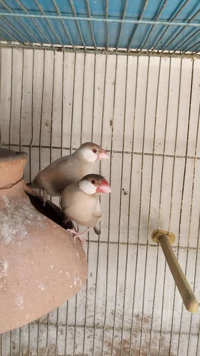 Fawn Java breeder pair for sell