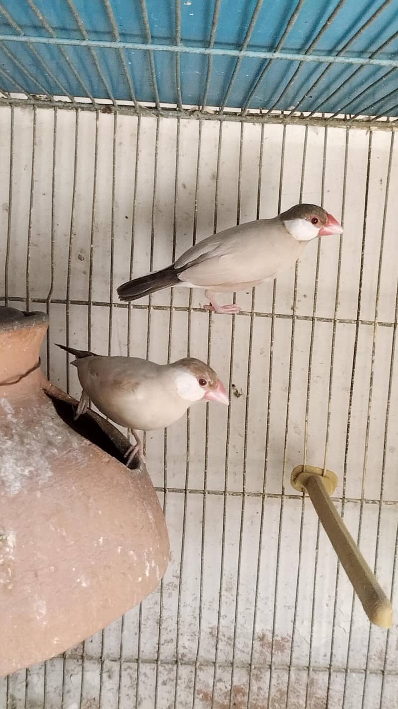 Fawn Java breeder pair for sell 1