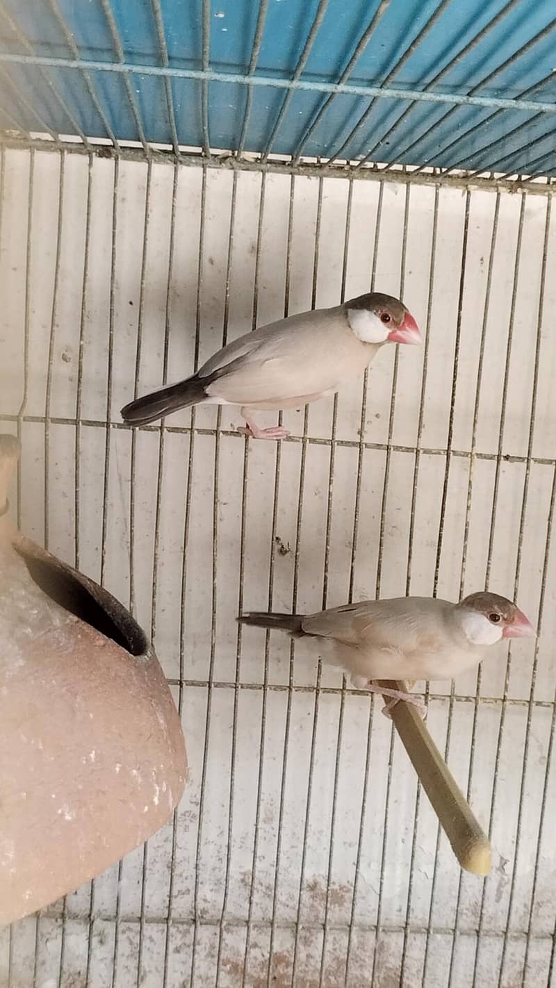 Fawn Java breeder pair for sell 2