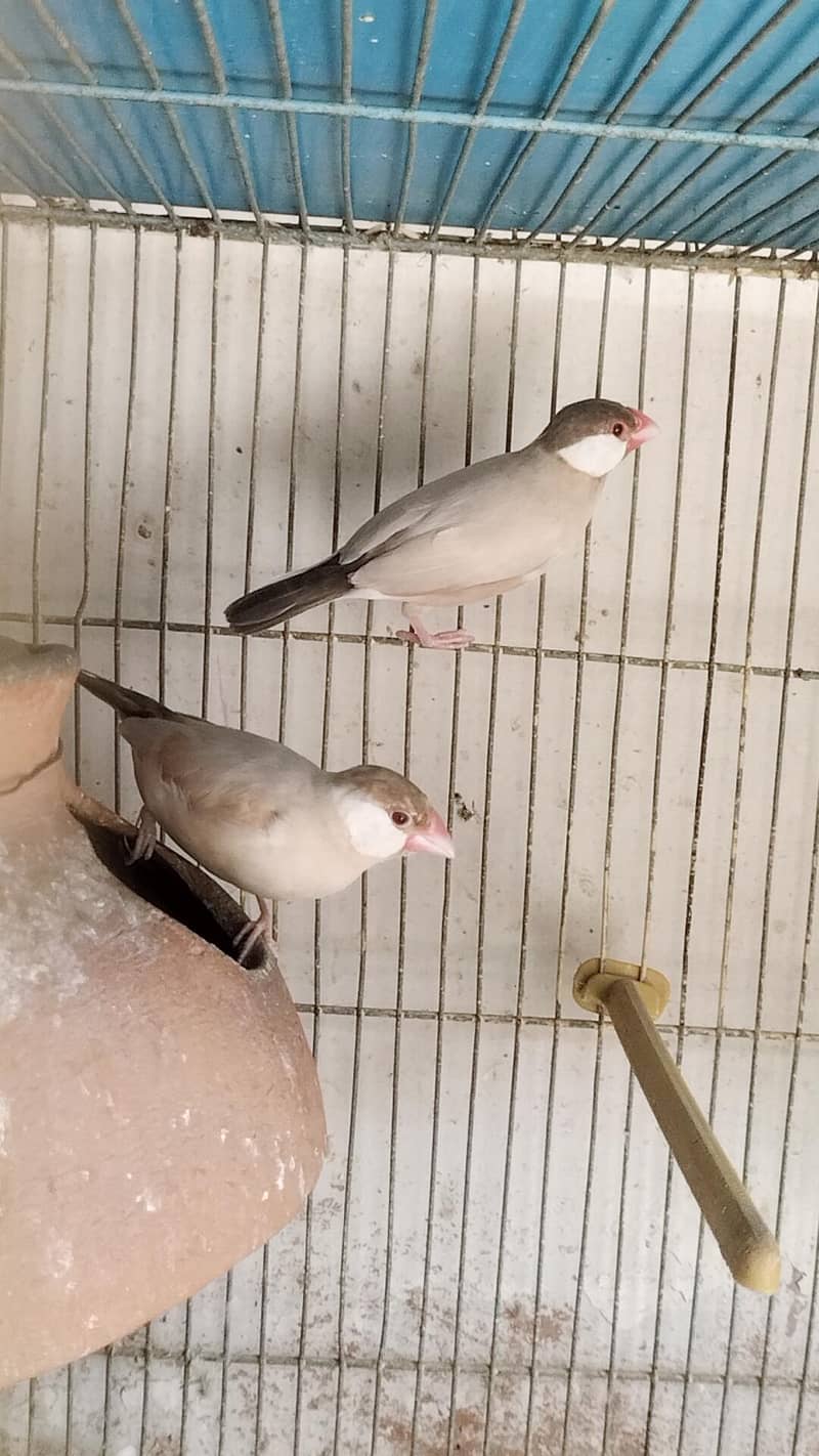 Fawn Java breeder pair for sell 3