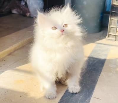 Bombastic Quality Persian Kitten Triple Coat