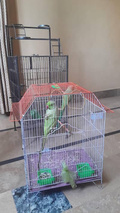 urgent for sale parrot  dono Male hai pinjare samet 25000