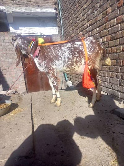 Goat for sale 03125111601