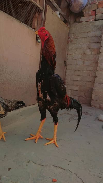 Shamoo Aseel breeder pair