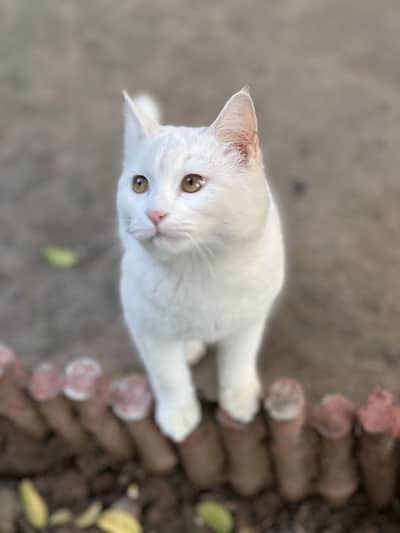 White Russian cate for sale