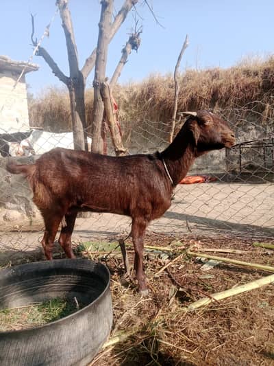 Bakra and Bakri for sale 03125173572