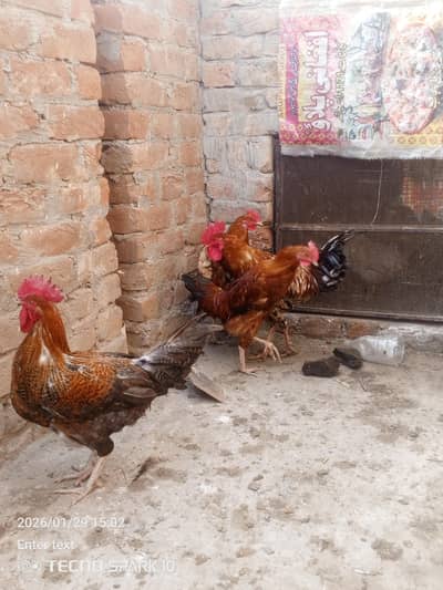 desi murge Hain Ghar ke rakhe hue hain