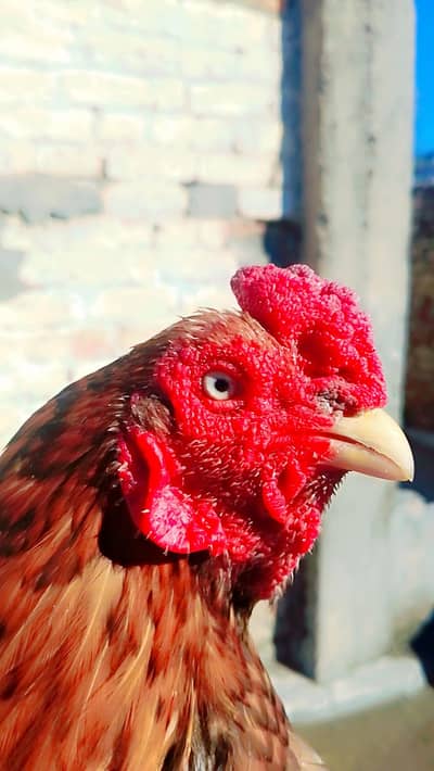 Amroha blood assel breeder