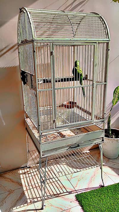 parrot iron cage