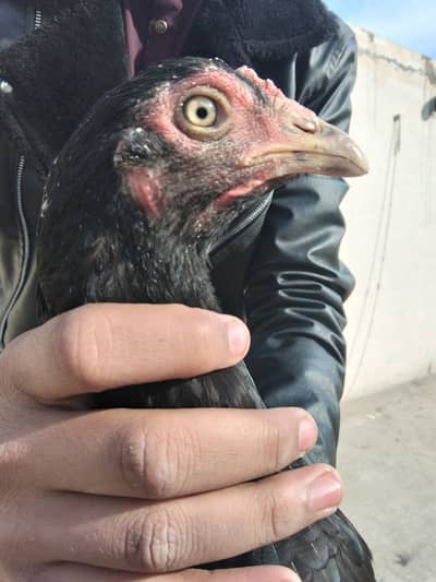 aseel Mushki female for sale