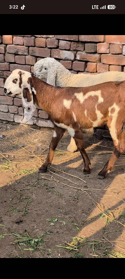 Nagri Dabbi Female Top Bloodline