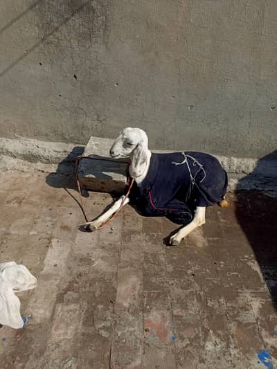 1 Goat and 2 Goat children for sale