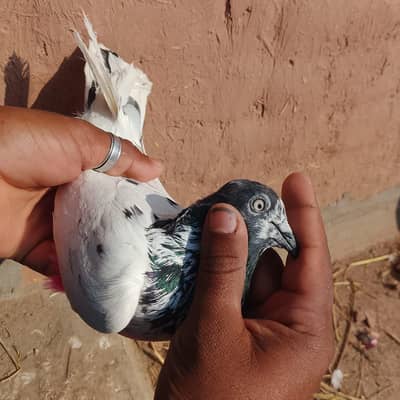 perwazi kabuter for sale 500 per 03415094245