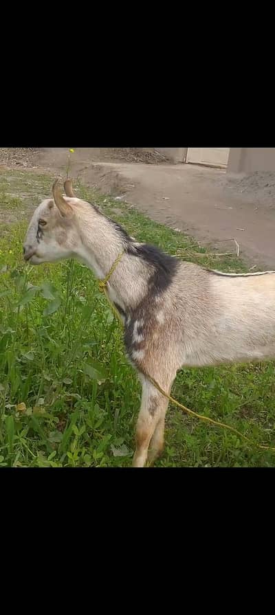 Pure Barbari Male or Hotel Ghulabi Path for sale Barbari,Ghulabi