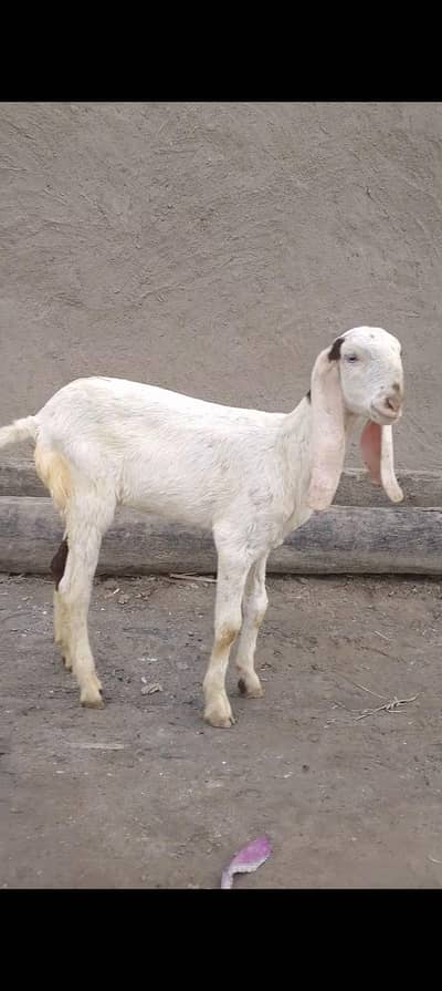 Pure Barbari Male or Beetal Ghulabi Path for sale Barbari|Beetal