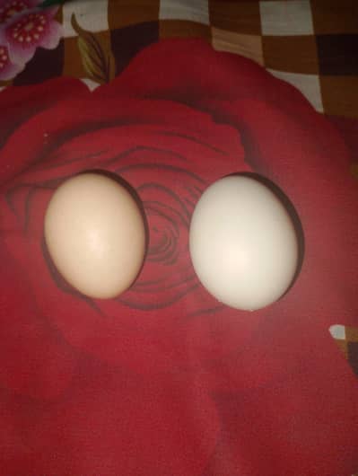 3 misri hens egg laying