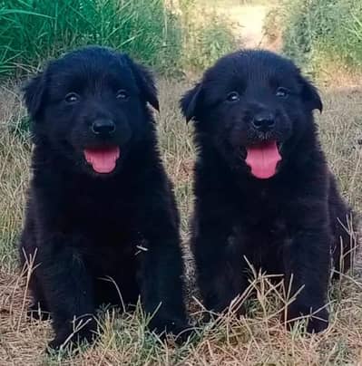 German shepherd | Puppy | GSD | Dog for sale | Long coat