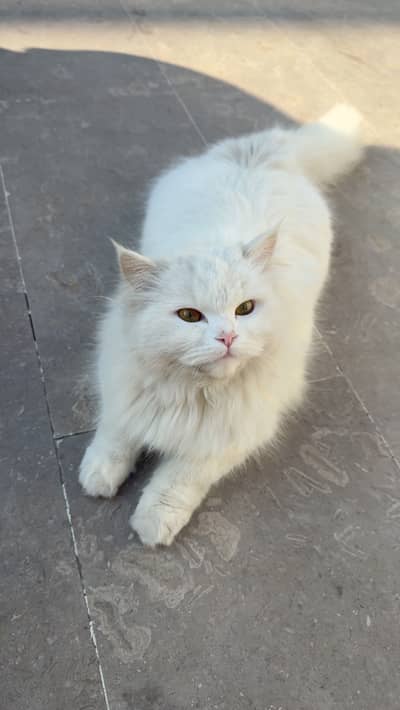 cat yellow eyes white colour