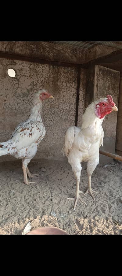 Aseel Pair For Sale | Aseel | White Aseel