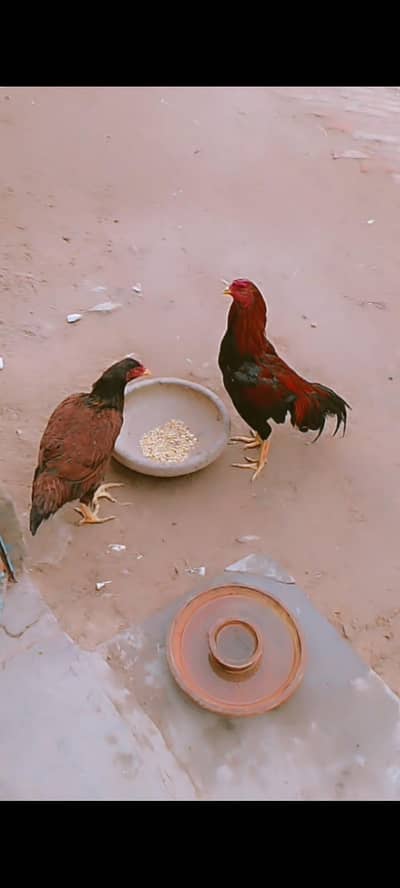 Aseel Male Hen