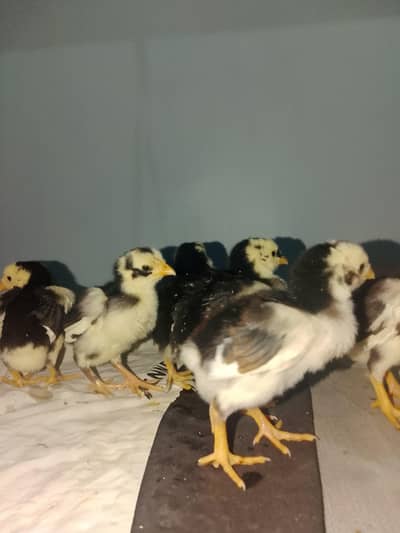 aseel heera or lassani chick