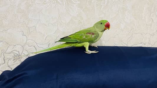 Raw kashmiri parrot Male