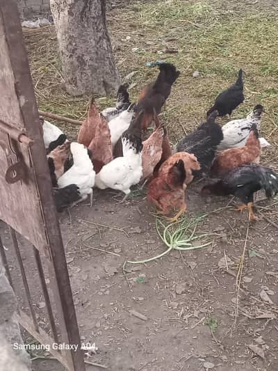 Andy wali murgyan available Rs 1100