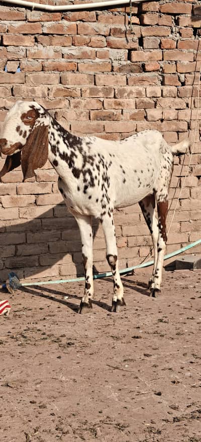 beetal makhi chena bakri high quality