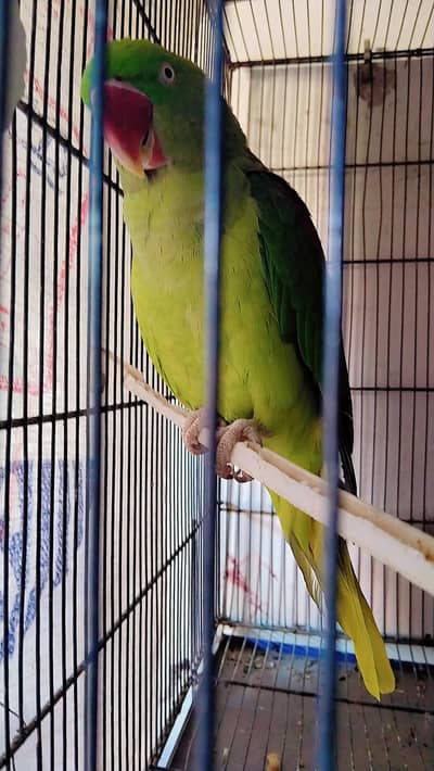 Pahari female for sale