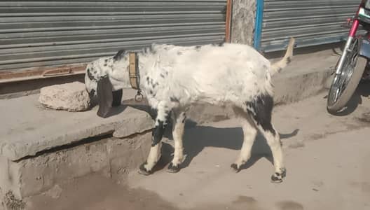 Bakra for sale  male 03082361034 watsyp
