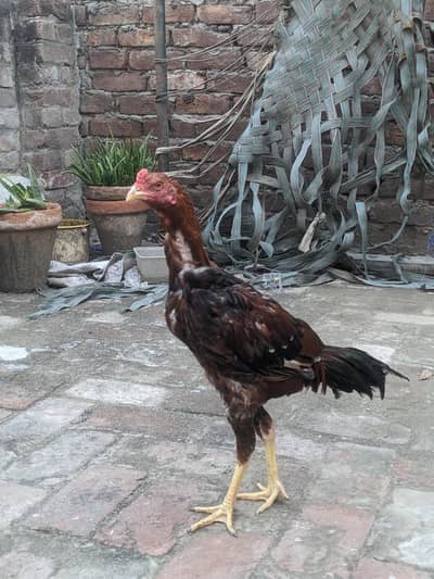 Aseel Patha high quality 