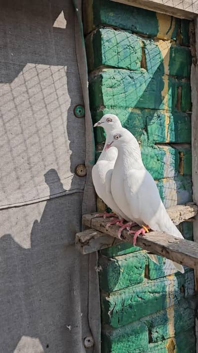 Pigeons for sale