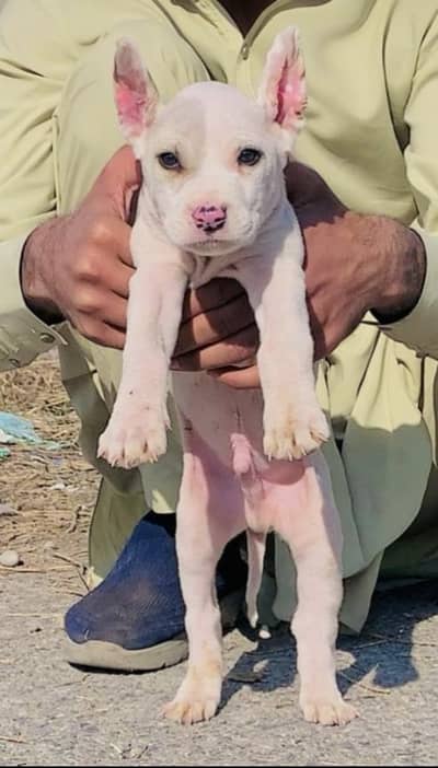 Pure Kohati Gultair Male Age 2 Month for Sale All Pakistan Cargo
