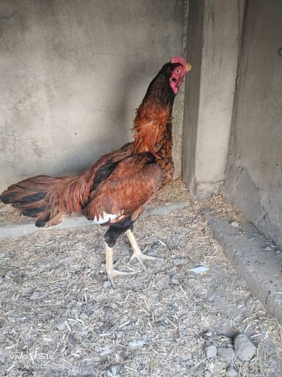 peela shejra aseel 03028708430 sirf WhatsApp pr contact kren