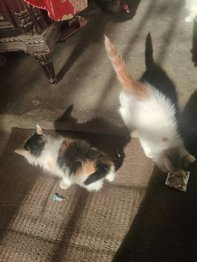 two cute kitten for sale