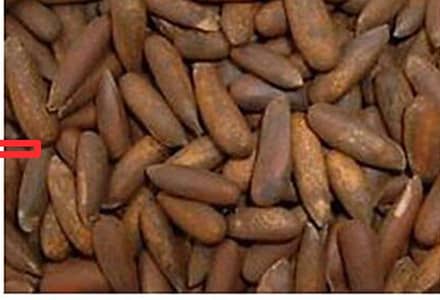 pine nut or chalgozay available