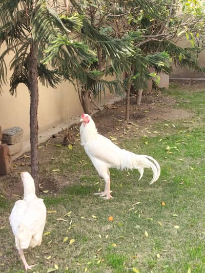 White Heera Paper white