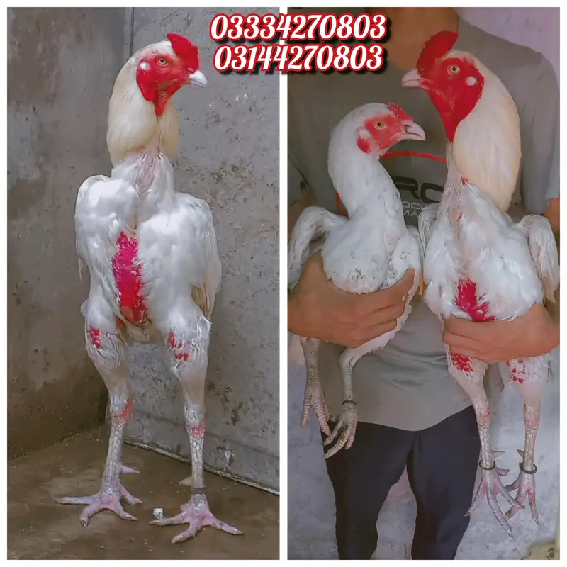 Heera/chick/eggs/pathy/madi/murga/hera/hira/hen/white/pure/aseel — photo 2