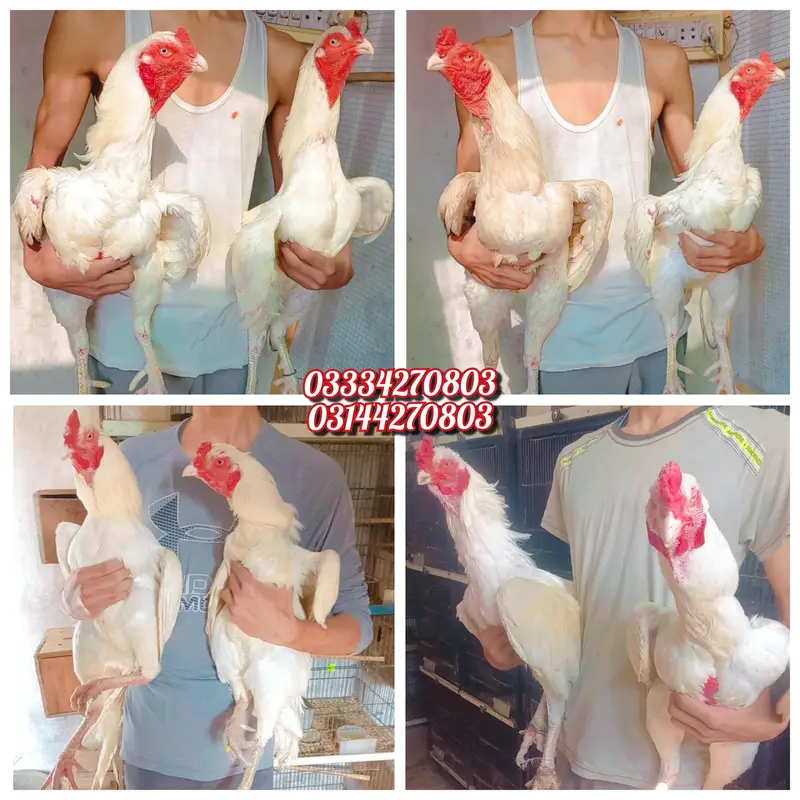 Heera/chick/eggs/pathy/madi/murga/hera/hira/hen/white/pure/aseel — photo 10