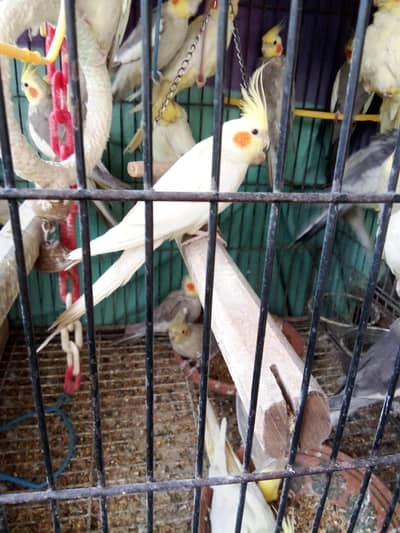 beautiful hand train