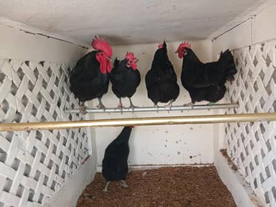 Eggs laying Austrolop Hens for sale