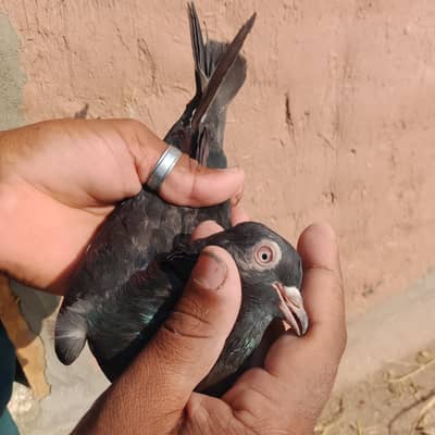 Hyflying peogion for sail 54 pcs hain whatsapp number 03420551556