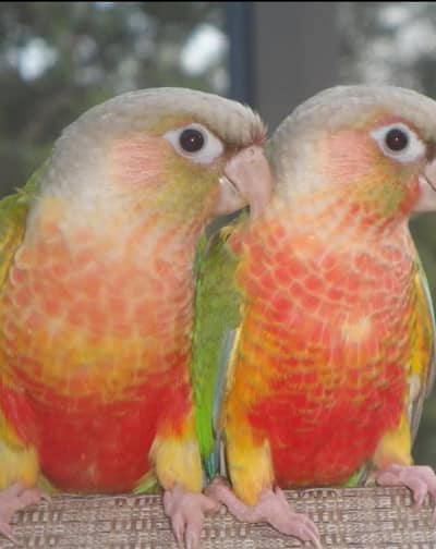 Pineapple conour parrots breeder pair available. 03284381936