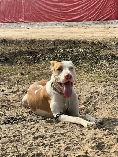 Double body bully dog  age 12 months and height 32 inches