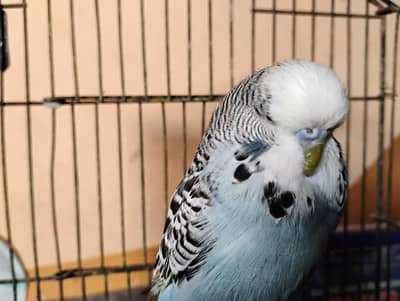 Urgent sale serious buyers contact me 03171071037 ispe call kren