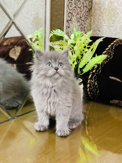 Lovely Kittens Looking for Home