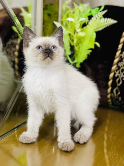 Lovely Kittens Looking for Home