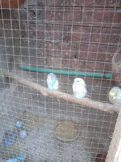 Home breed nail tail fly all OK hai Chaska hazard said mazrat