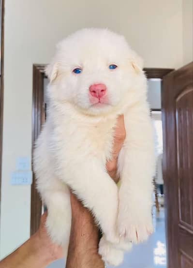 Husky Puppies for, sale, Siberian husky puppies available
